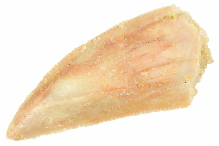 Serrated Raptor Tooth - Real Dinosaur Tooth #364716